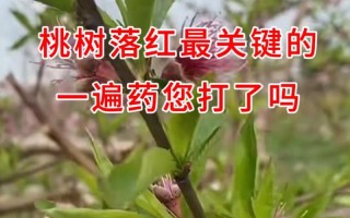 如何选择有效的农药保护桃树？（了解桃树的常见病害和防治方法）