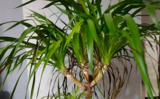 龙须树的适宜肥料及使用方法（龙须树养护指南，营养素的重要性）