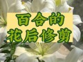 打造美丽百合，从肥料开始（自制百合花肥，让花儿更加健康美丽）