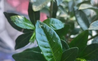 叶子上白点是怎么回事？剖析植物白斑病的成因和治疗方法（探究植物叶子上白点的原因和预防策略）