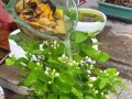 花草养护技巧（解决方法及注意事项，轻松应对过度浇水问题）
