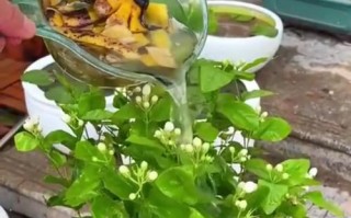花草养护技巧（解决方法及注意事项，轻松应对过度浇水问题）