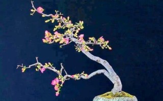 盆景老桩根部的处理方法（挖掘、修剪和养护）