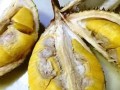 如何判断榴莲的成熟度？（了解榴莲熟度指标，选购好榴莲）