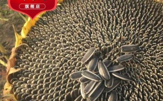 油葵种子的最佳种植时间（掌握关键时刻，丰收在望）