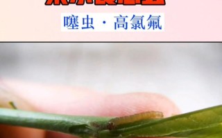核桃树的种植与生长周期（时间、技巧、需要注意的事项）
