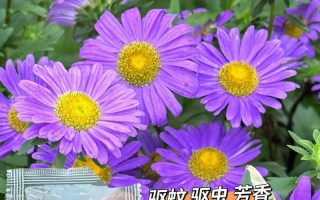 干枝梅的家庭养殖技巧（学会这些技巧，让你的干枝梅茁壮成长！）