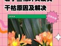 解决君子兰浇水后的臭味问题（臭味来源及处理方法）