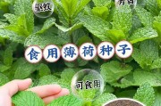 种植薄荷的最佳时期（掌握好时间，丰收更容易）