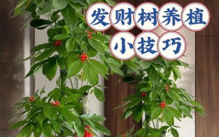 发财树剪枝时间及技巧详解（让你的发财树更健康、更美丽）