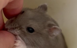 仓鼠可以吃葡萄吗？（葡萄的营养价值和仓鼠食用注意事项。）