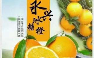 橙子的成熟上市时间及种类剖析（探究橙子的种类和成熟期，助你选购新鲜橙子）