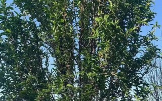碧桃树果实的营养和食用方法（探讨碧桃树果实的健康益处和多种用途）