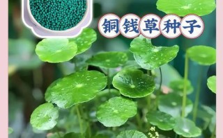 铜钱草叶发黄了怎么办？（有效护理技巧让它恢复健康）