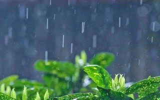 化肥水可否浇花？（化肥水的成分、化肥水对花卉生长的影响、使用化肥水的注意事项）