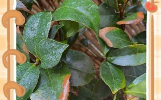 如何急救掉叶的茶花（掉叶的茶花急救方法和关键要点）