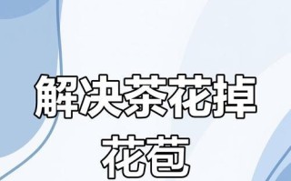 花苞自己掉了怎么解决（保护花苞，让花朵绽放美丽）