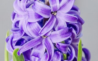 风信子花的色彩多样性（探究风信子花的多彩世界）