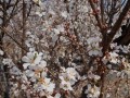 培育东北毛樱桃的关键步骤（种植技巧、护理要点与收获窍门）