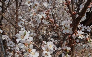 培育东北毛樱桃的关键步骤（种植技巧、护理要点与收获窍门）
