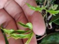 家居养护专家（打造热带风情的绿色角落，菠萝花在家怎么养？）