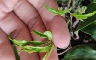 家居养护专家（打造热带风情的绿色角落，菠萝花在家怎么养？）