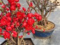 海棠花开的季节（春日盛宴，绽放鲜艳）