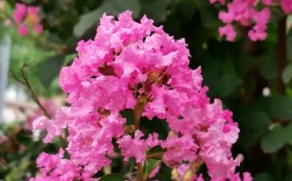 粉色花树，花团锦簇（盘点世界上最美的粉色花树）