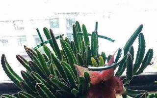 黑法师能放卧室吗？（安全与健康的选择）