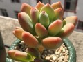 秋季青星美人养护指南（轻松掌握，让你的青星美人焕发秋日之光）