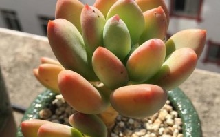 秋季青星美人养护指南（轻松掌握，让你的青星美人焕发秋日之光）