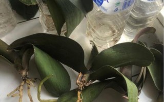 吊兰根烂后的抢救方法（如何拯救根部腐烂的吊兰？）