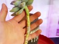 多头多肉植物的养护指南（打造多头多肉植物的绚丽盛景，成为肉肉控的首选）
