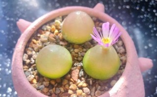 生石花灯泡养殖指南（轻松掌握生石花灯泡养殖技巧）