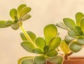 如何培养以莲花掌年年开花（了解关键技巧，让您的以莲花掌绽放不停）