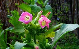 花烟草的花期（揭秘花烟草开花的时机，花期长短与影响因素）