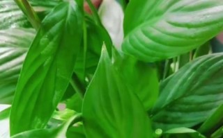 白掌叶子焉了？（探究白掌植物叶子发黄的原因）