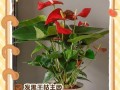 红掌叶子倒了，植物病害的源头在哪里？（揭秘红掌叶子倒下的原因及解决方法）