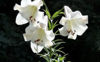 揭秘百合的真实面貌（探寻百合的外形、颜色、形态和特征）