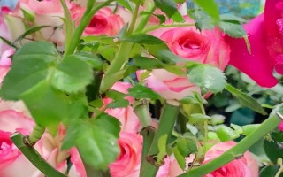 玫瑰花的绽放之美（探寻玫瑰花开的秘密与魅力）