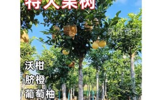 庭院种橘子树的好处（为什么选择庭院种橘子树？）