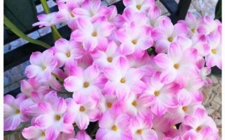 风雨兰的花期及特点（探秘风雨兰的花期及花语，了解它的生长习性和栽培技巧）