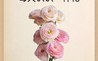 桔梗花语的不同颜色（探究桔梗花的丰富内涵与意义）