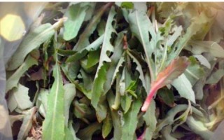 苦苣菜有哪些营养价值？探秘苦苣菜的药食两用