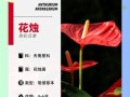 花烛叶子发黄？教你如何解决！（（15个小技巧，让你的花烛重新焕发生机）