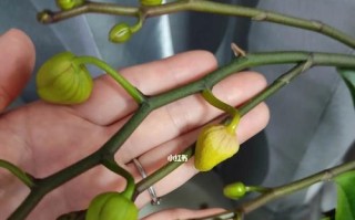 蝴蝶兰花骨朵的神奇之处（揭秘蝴蝶兰花骨朵的开花过程与时间）