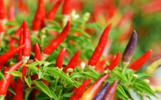 如何科学种植菜椒（菜椒种植时间、方法及注意事项）