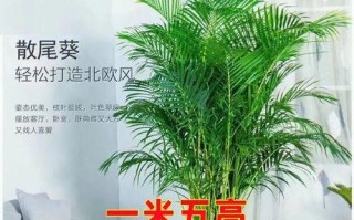 如何正确分盆让凤尾竹容易成活？（15个步骤教你正确地分盆养护凤尾竹）
