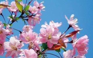 海棠花喜欢阳光吗？（探究海棠花对阳光的喜好）