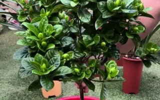 桅子花室内养殖全攻略（打造温馨室内花园，一起品味桅子花的美丽）